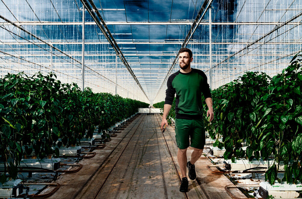 Mascot Witten - Sweater - Groen - XS