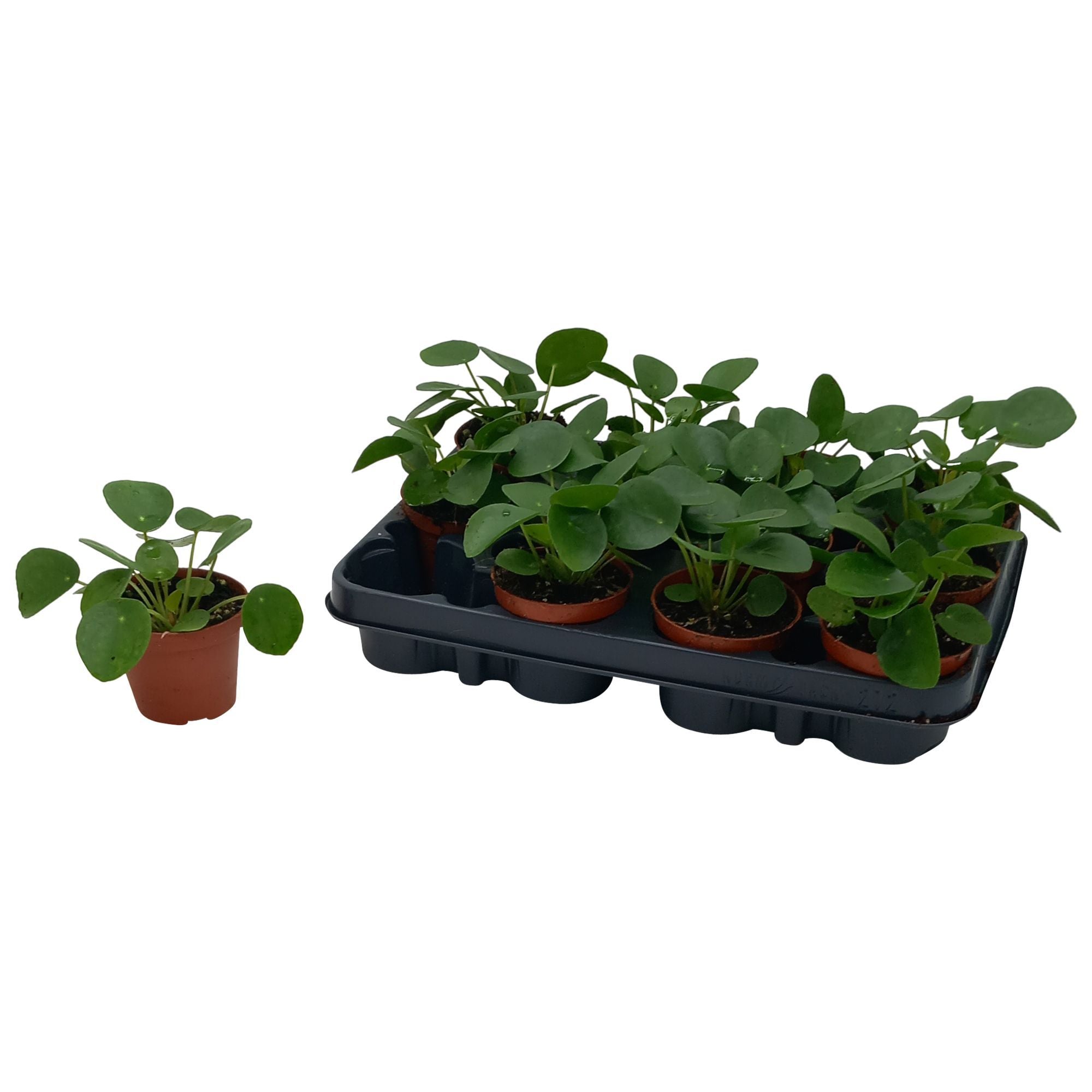 Pilea Peperomoides - Pannenkoekplant - Kamerplant - 12 cm