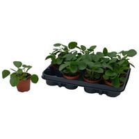 Pilea Peperomoides - Pannenkoekplant - Kamerplant - 8 cm