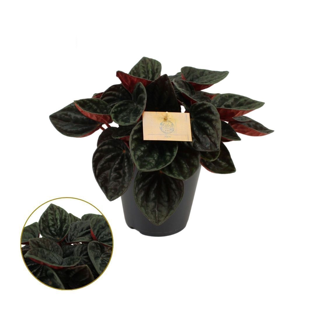 Peperomia Roja Grande - Kamerplant