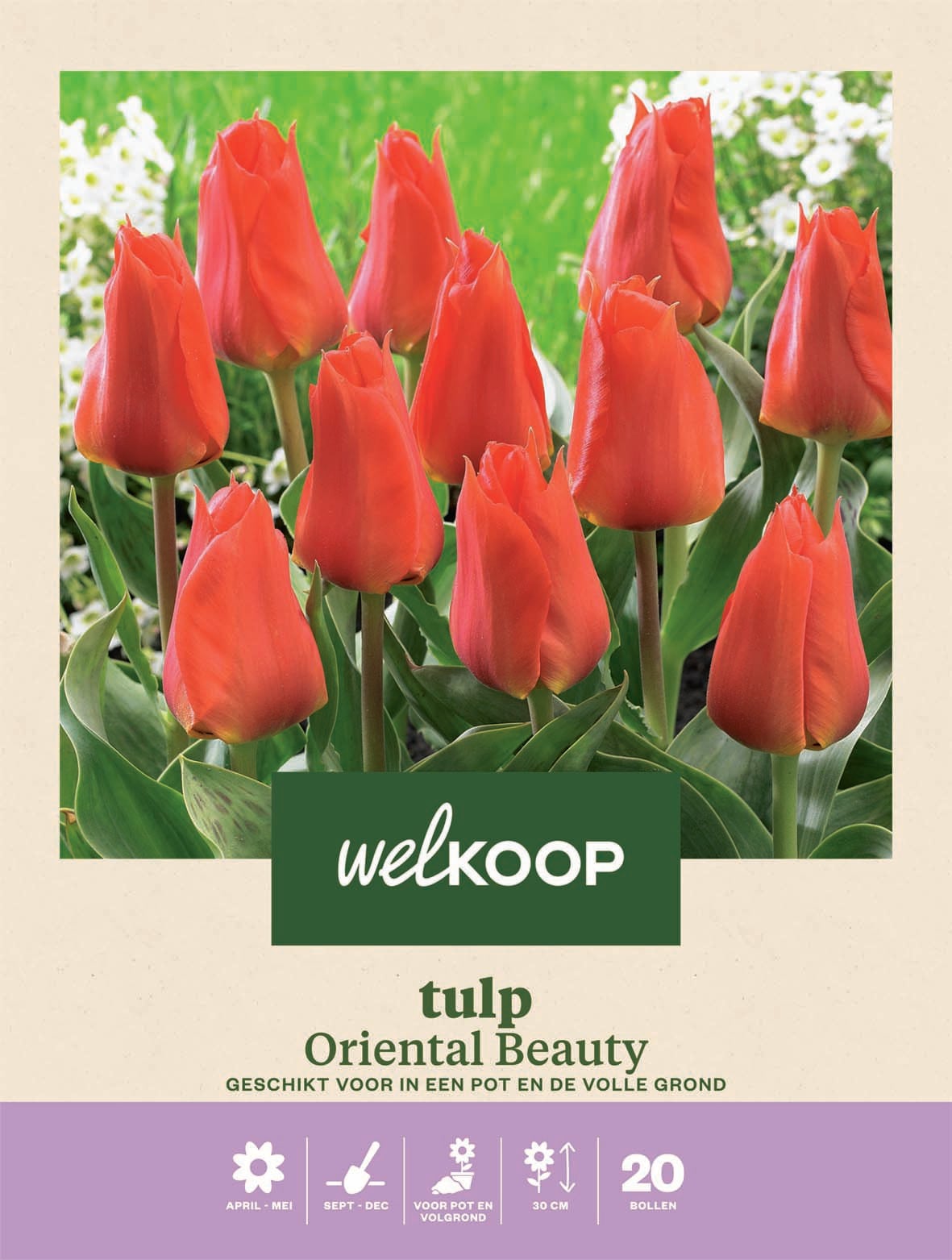 Welkoop Tulp Oriental Beauty - Bloembollen Welkoop Tulp Oriental Beauty - Bloembollen