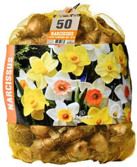 Florex Narcissen Voordeelverpakking  - Bloembollen