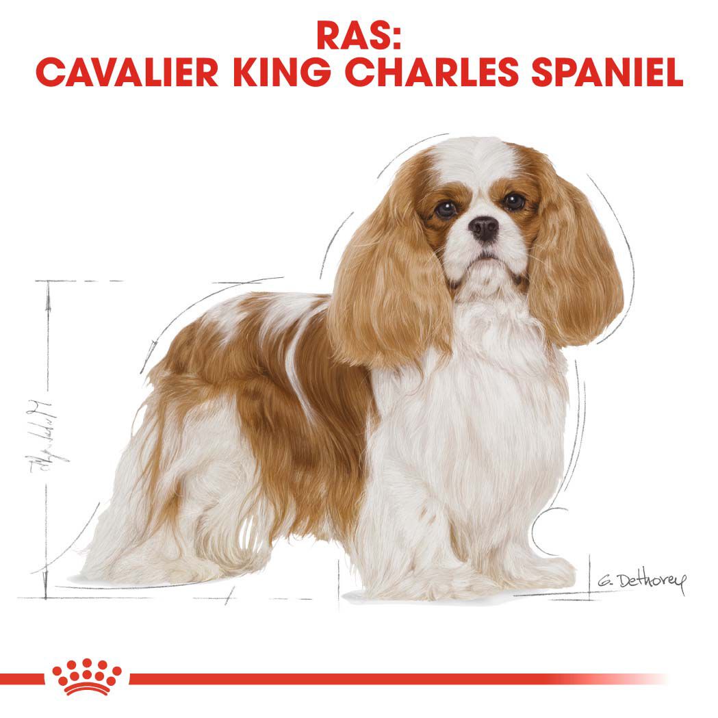 Royal Canin Cavalier King Charles  Adult - Hondenvoer - 1.5 Kilogram - gevogelte