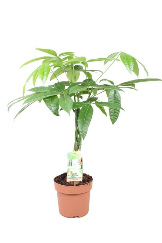 Geldboom (Pachira Aquatica) - Kamerplant