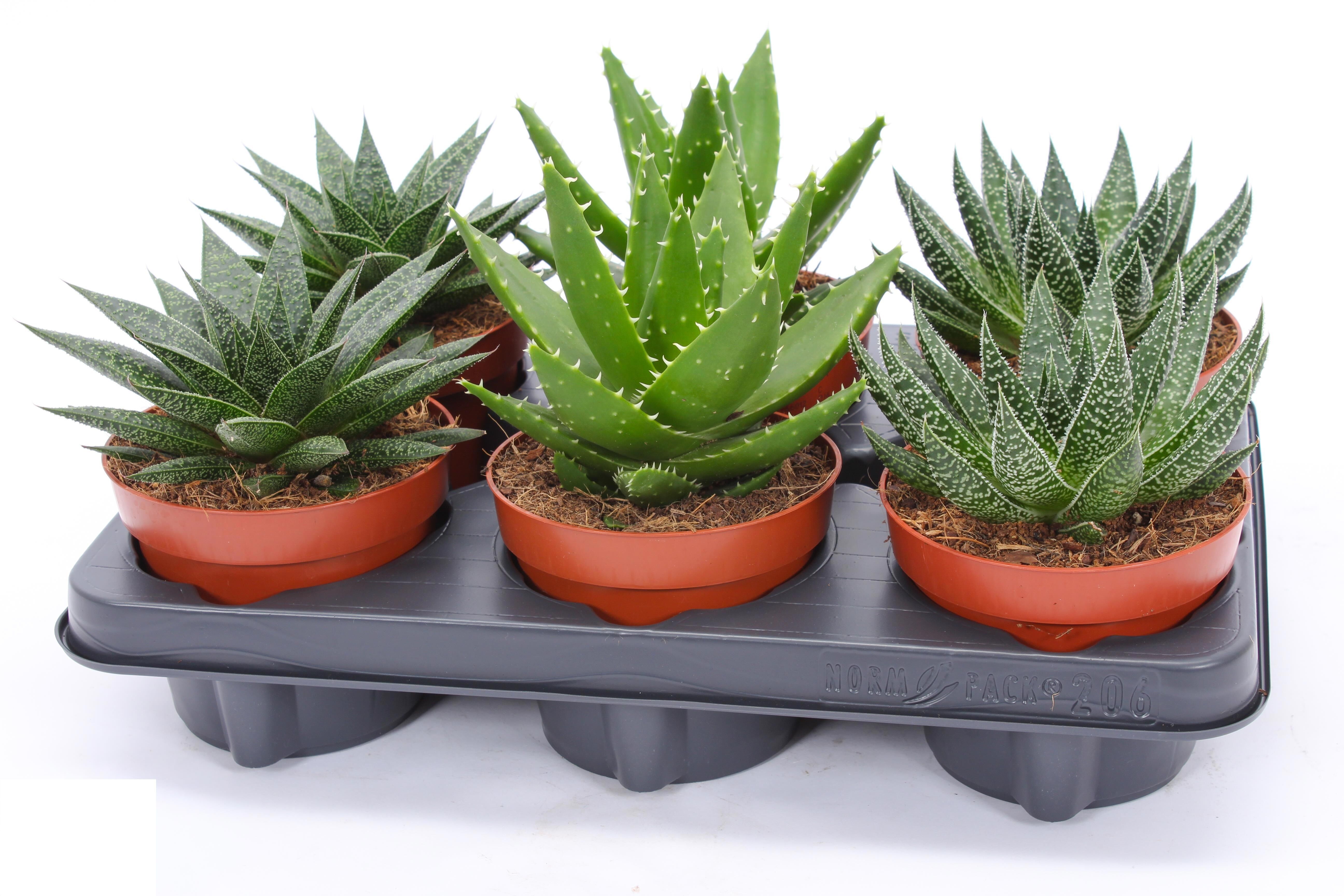 Succulenten Rock Mix - Kamerplant - 12 cm Succulenten Rock Mix - Kamerplant - 12 cm