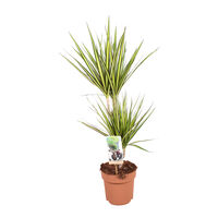 Dracaena (drakenbloedboom) - Kamerplant - 17 cm