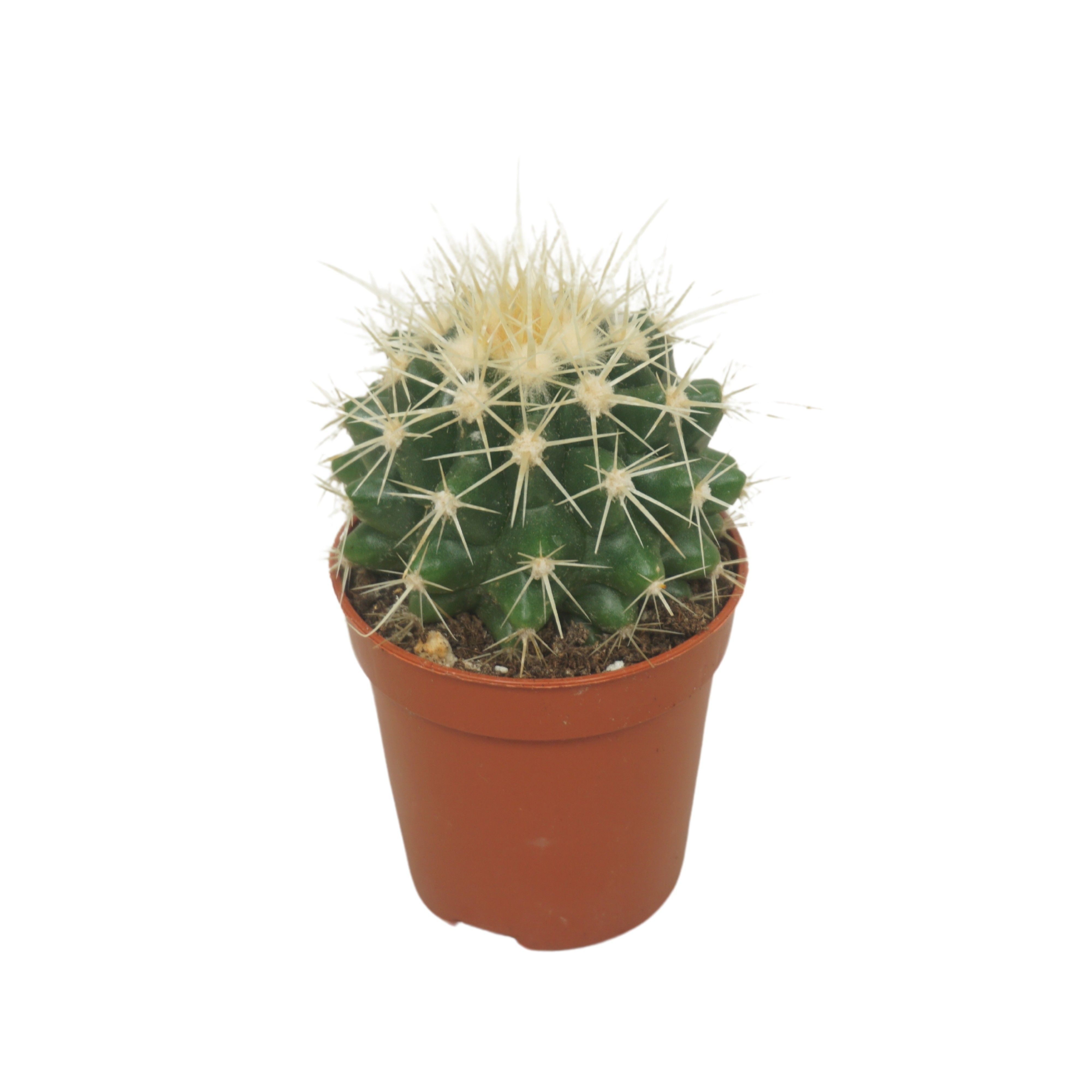 Cactus - Kamerplant - 5.5 cm