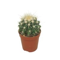 Cactus - Kamerplant - 5.5 cm