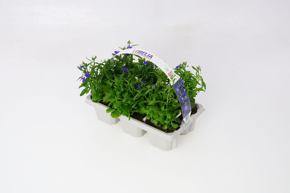 Perkplanten mix - Eenjarige planten - Diverse kleuren