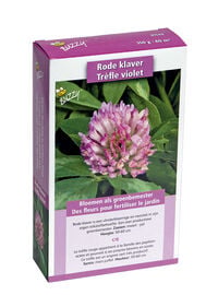 Buzzy Rode klaver Trifolium pratense - Bloemzaden