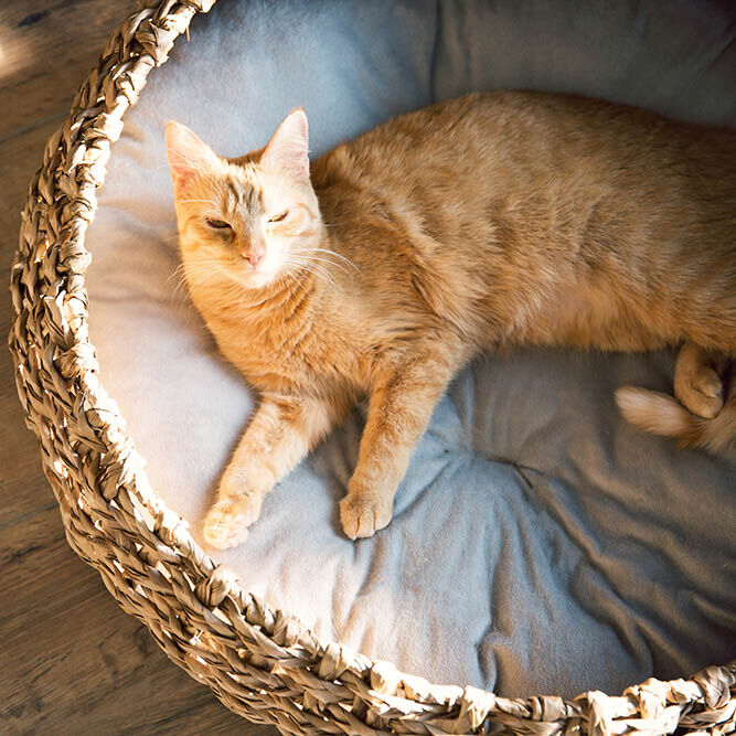 District 70 COCOON - Hondenmand - Bruin - M