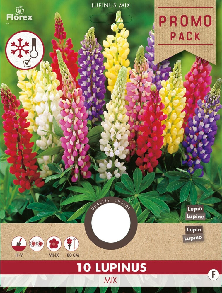 Florex Lupine - Bloembollen - Multi