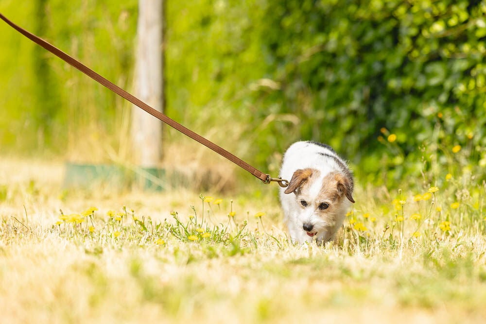 Beeztees Balacron - Hondenriem - bruin - Medium - 2 cm - 180 cm