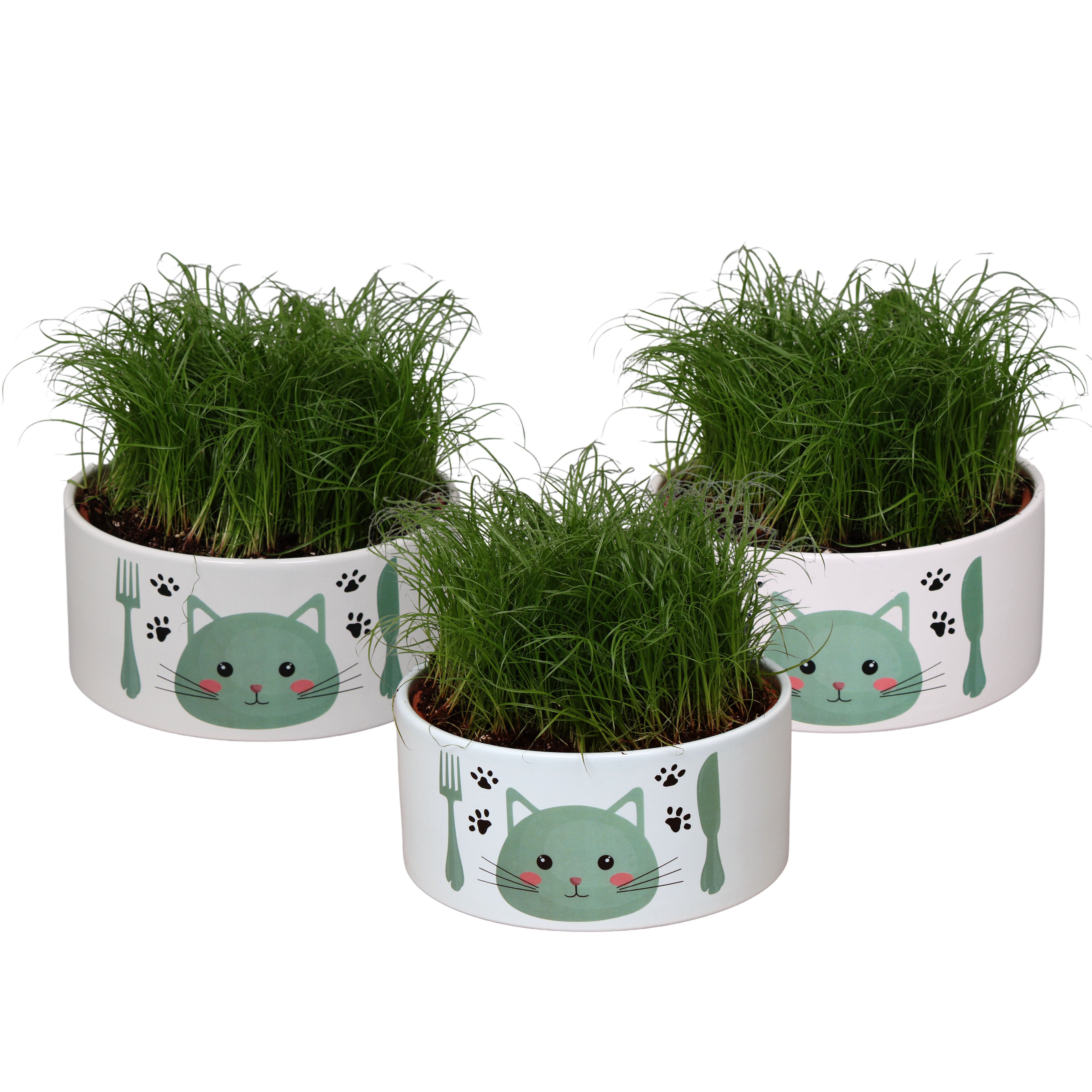 Kattengras (Cyperus) in schaal - Kamerplant