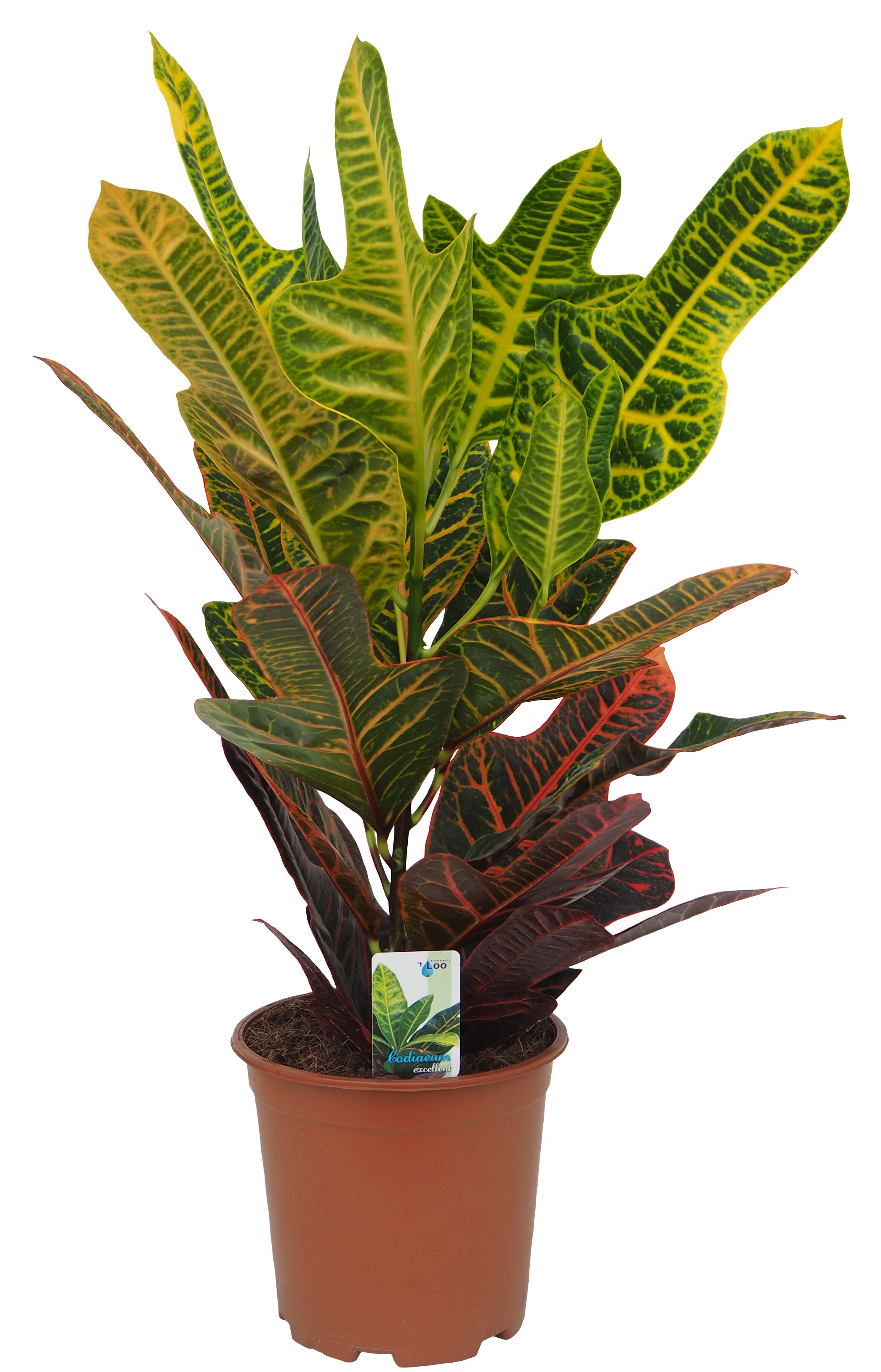 Codiaeum Excellent - Kamerplant