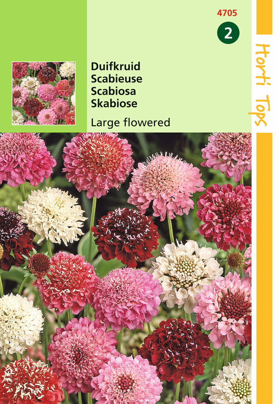 Hortitops Duifkruid Scabiosa atropurpurea<br />
- Bloemzaden Hortitops Duifkruid Scabiosa atropurpurea<br />
- Bloemzaden