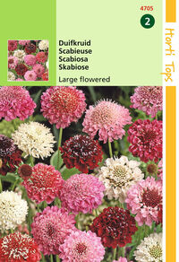 Hortitops Duifkruid Scabiosa atropurpurea
- Bloemzaden