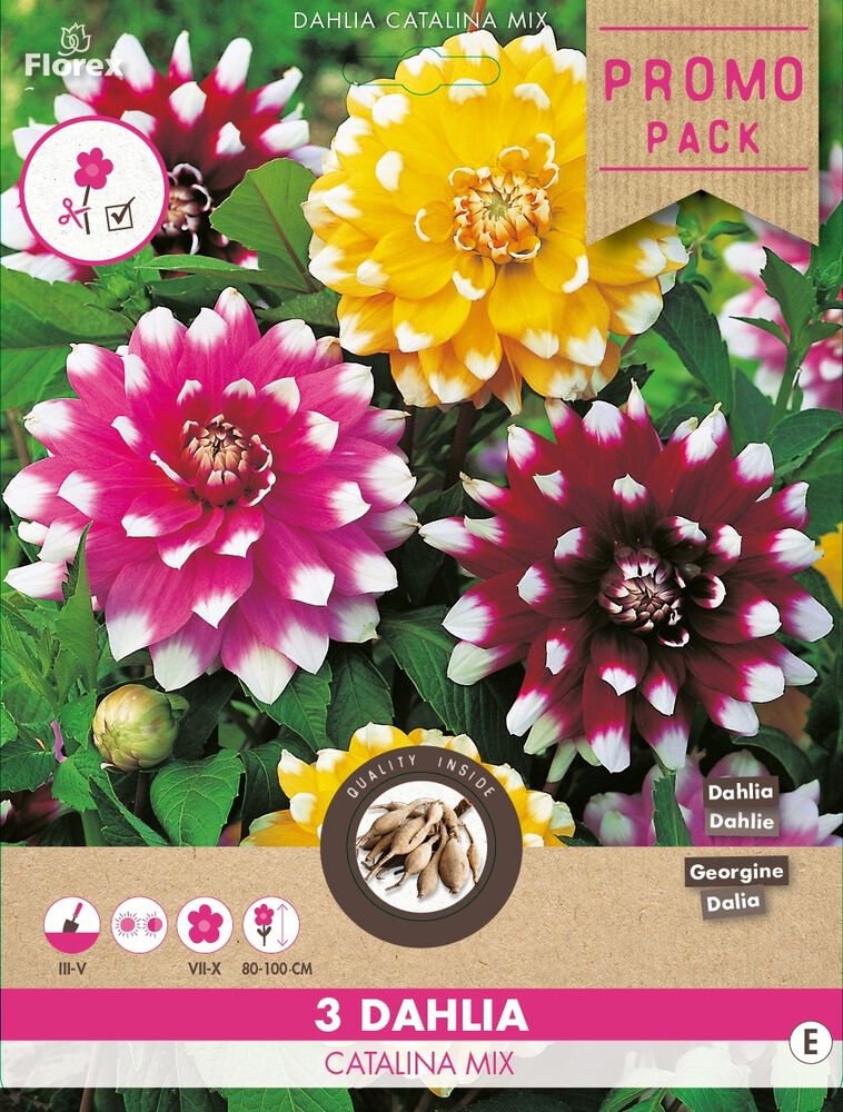 Florex Dahlia Deco Catalina Mix - Bloembollen