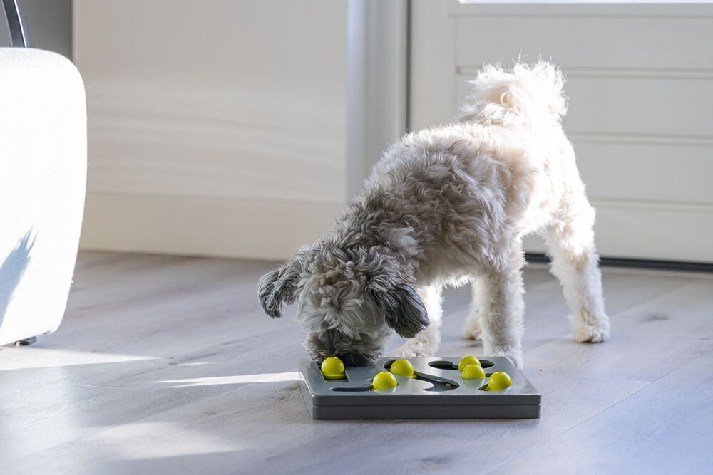 Beeztees Braingame Looki - Puzzel - Hondenspeelgoed - Multi - 4.5x28x28 cm