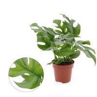 Monstera Minima - Gatenplant - Kamerplant - 12 cm