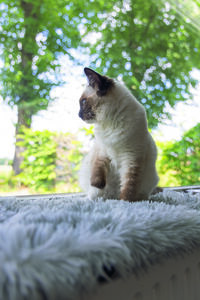 Beeztees Blizz Kitten - Vensterbankmat - Grijs - 3x65x27 cm