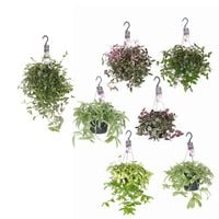 Tradescantia Pink Paradise - Kamerplant