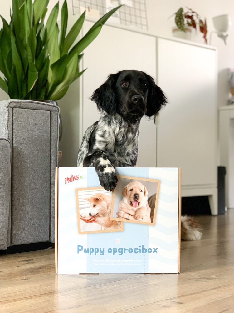 Prins Opgroeibox ProCare Puppy & Junior Perfect Start - Hondenvoer - kip, kalkoen