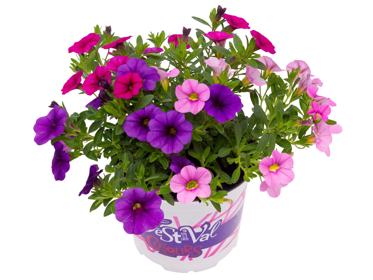 Festival Colours mix - Eenjarige planten - Divere kleuren