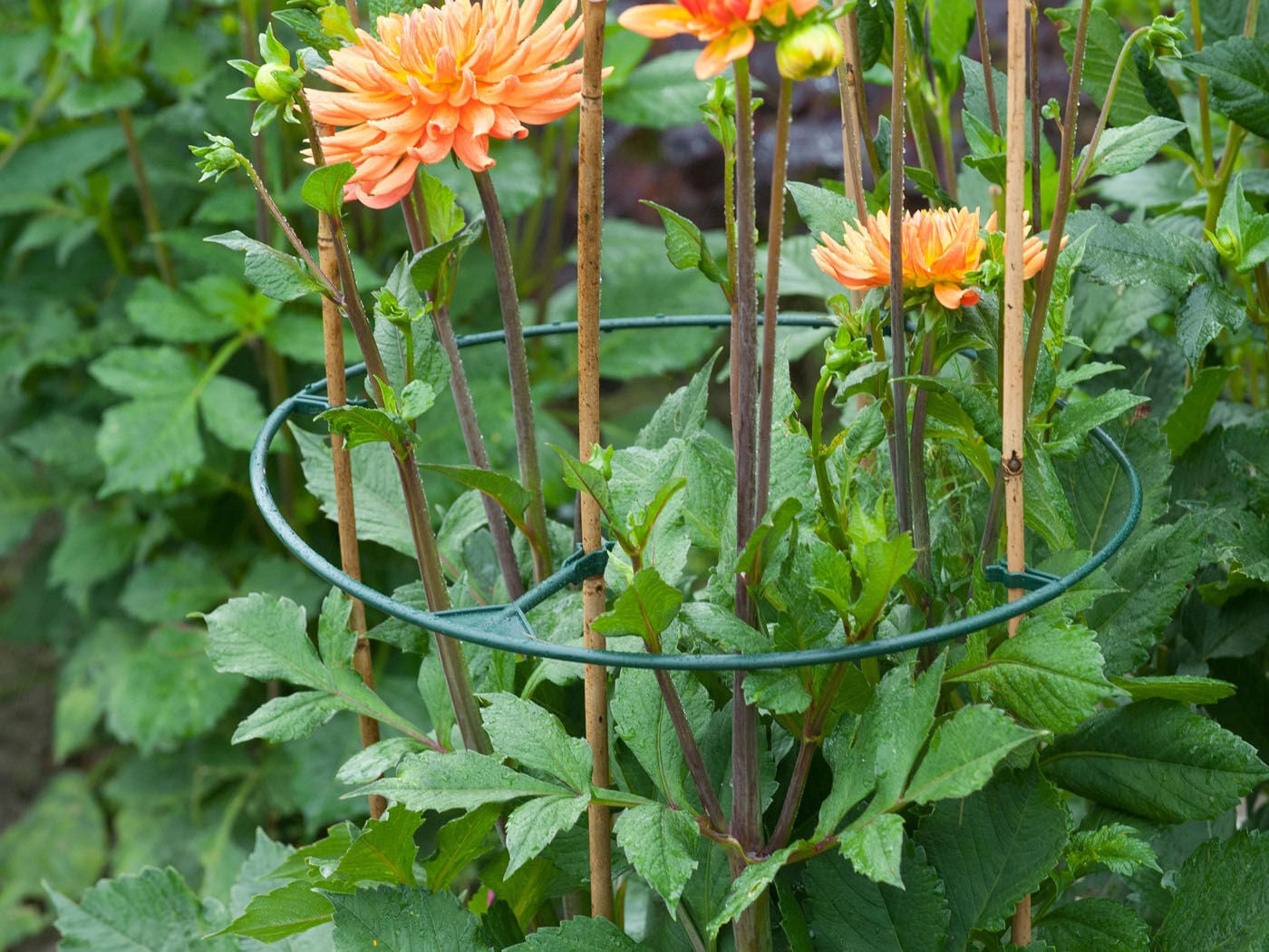 Nature Plantensteun - Klim- en Geleide Artikelen - 40x40x2.5 cm - 0.5 cm