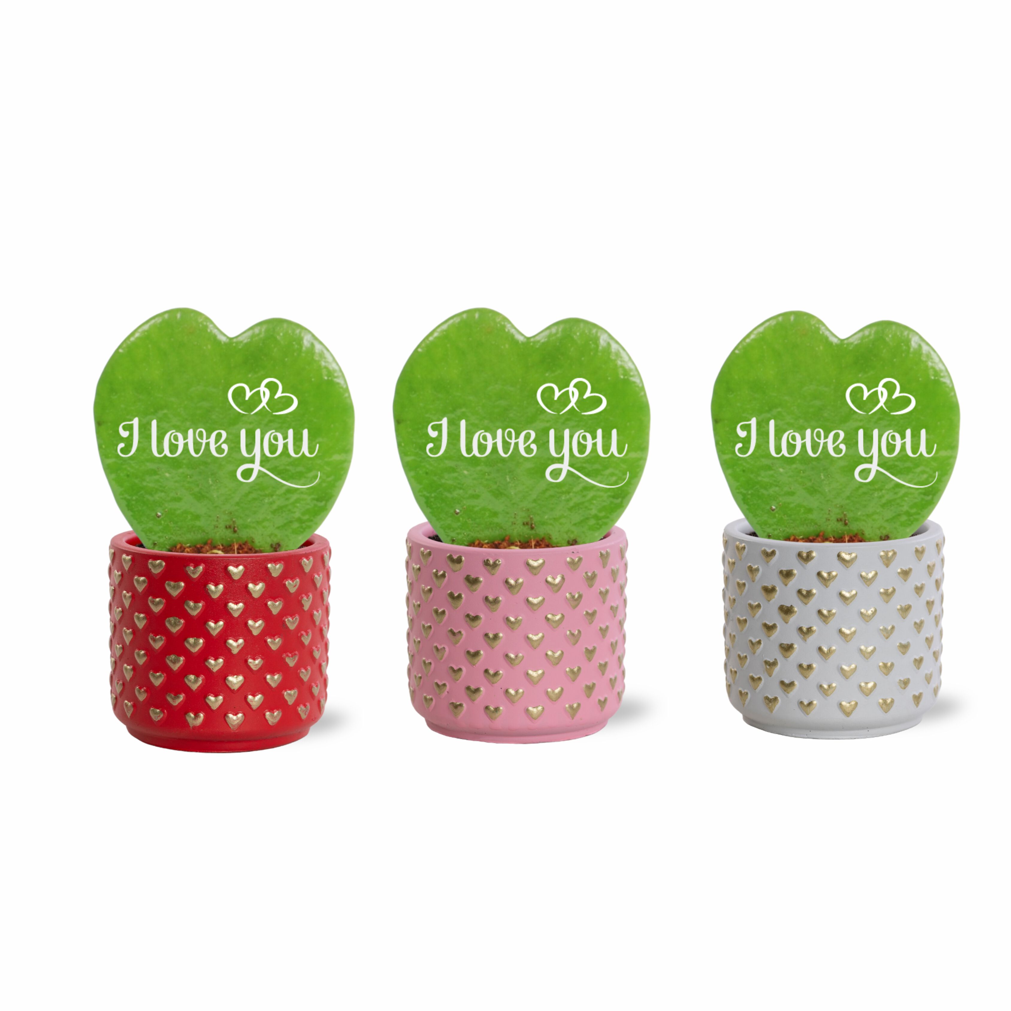 Hoya Kerrie (hartjesplant) - Kamerplant