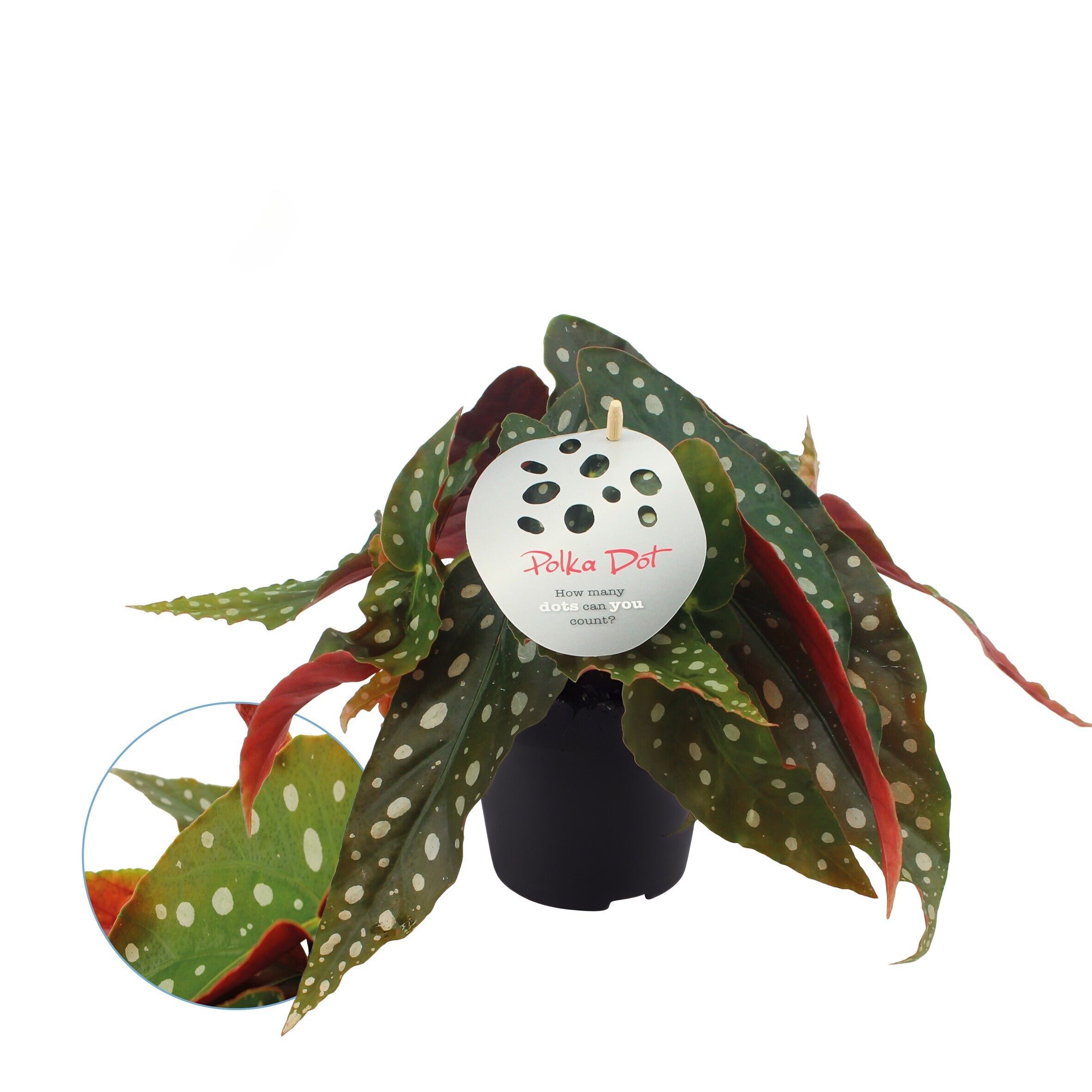 Begonia - Kamerplant Begonia - Kamerplant