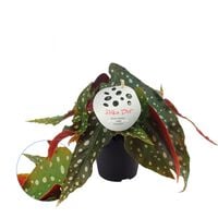 Begonia - Kamerplant - 12 cm