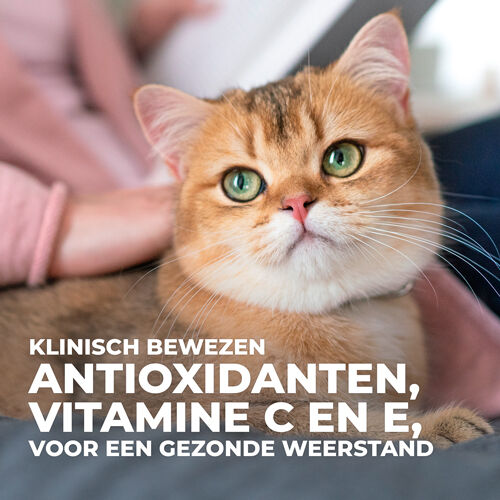 Hill's Science Plan Senior - Kattenvoer - 0.3 Kilogram - kip