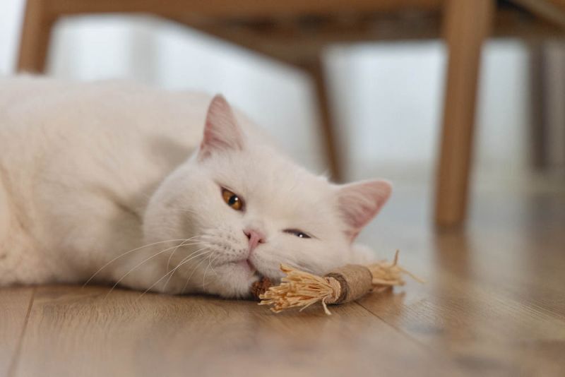 Beeztees Stick Strovy - Kattenspeeltje - Beige