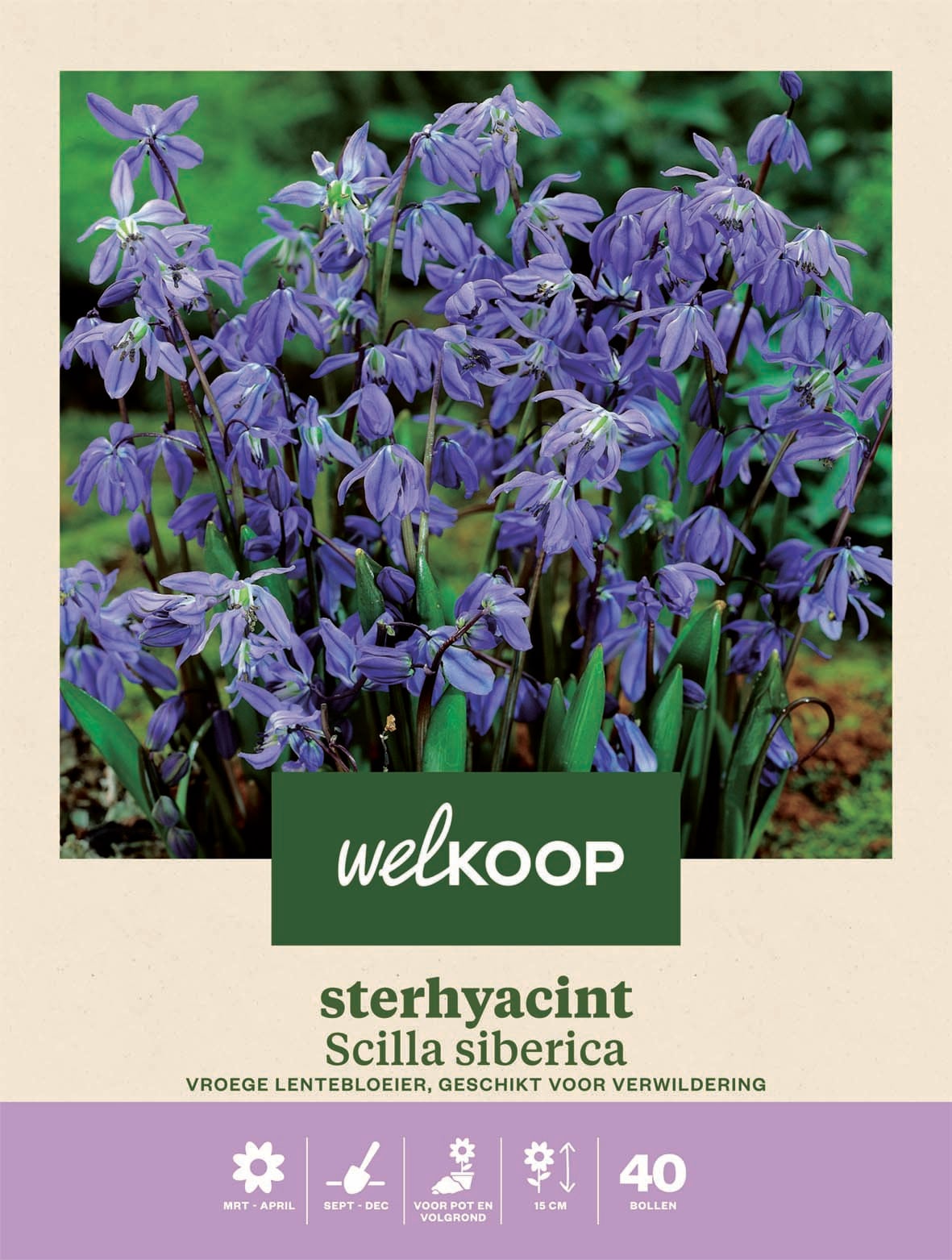 Welkoop Sterhyacint Scilla siberica - Bloembollen Welkoop Sterhyacint Scilla siberica - Bloembollen