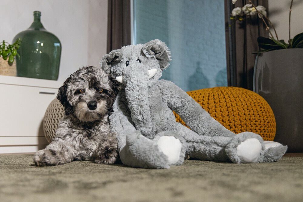 Beeztees James Olifant Knuffel - Hondenspeelgoed - grijs - 15x29x80 cm - XL