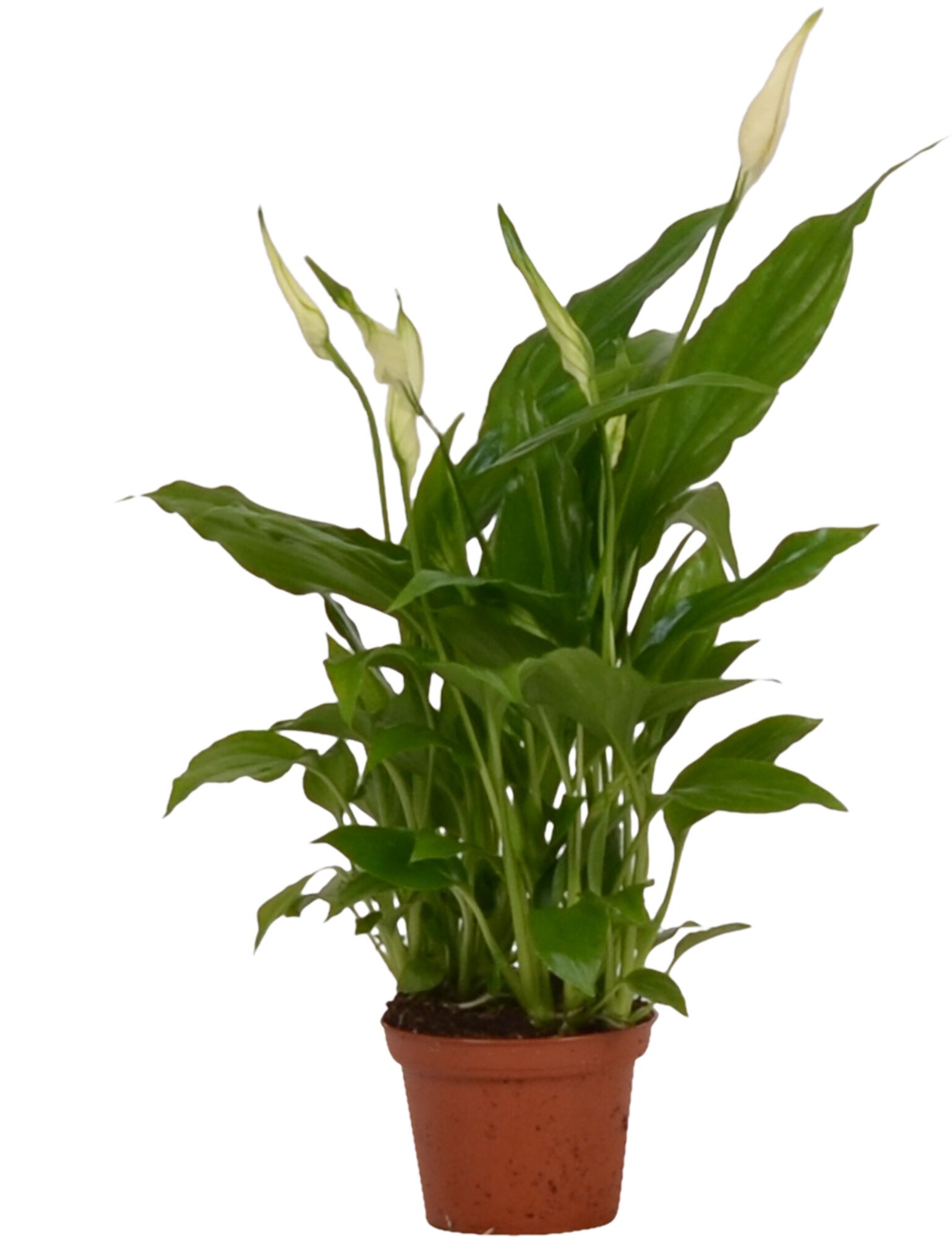 Spathiphyllum (lepelplant) - Kamerplant