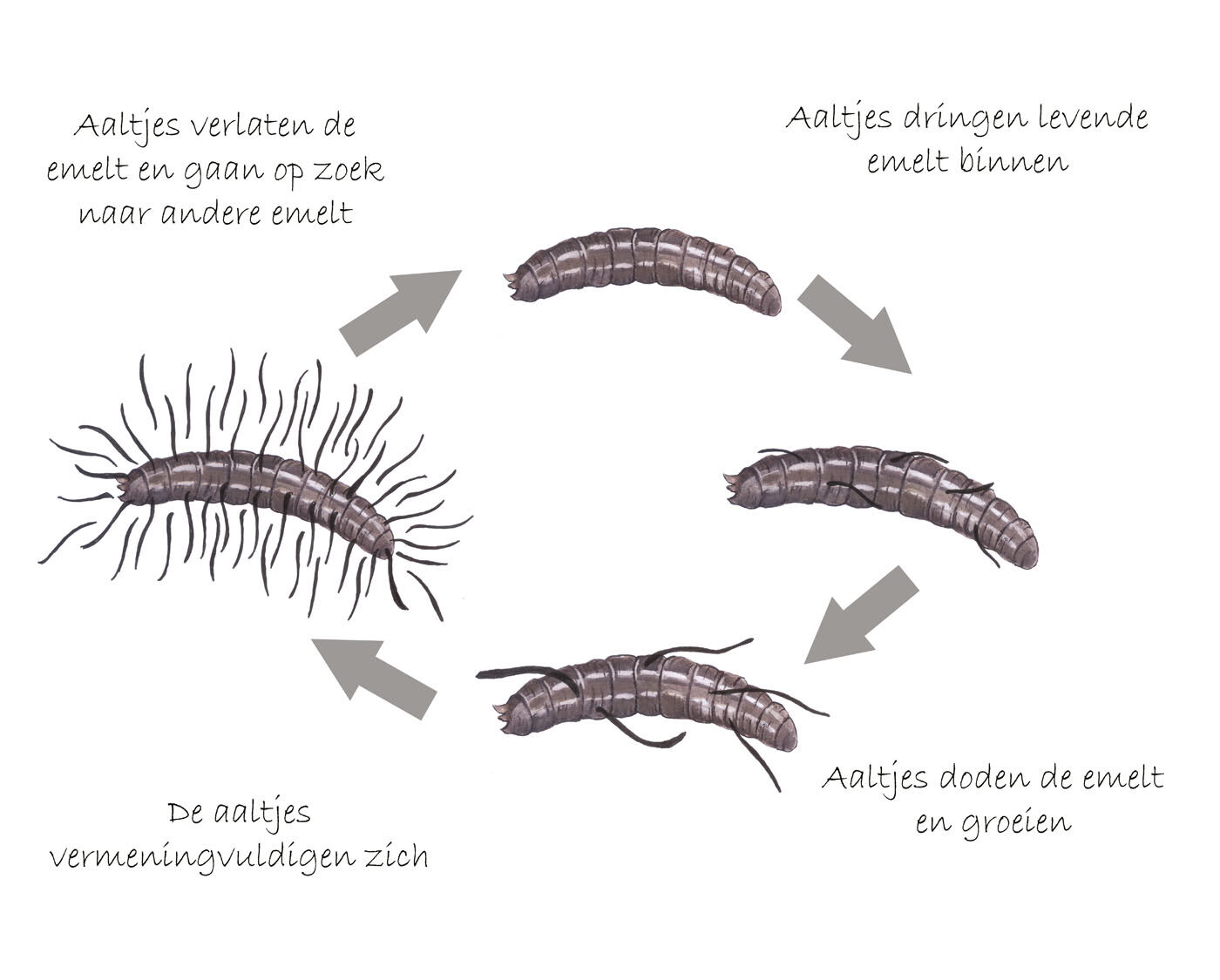 ECOstyle Aaltjes - tegen emelten - 10 m2