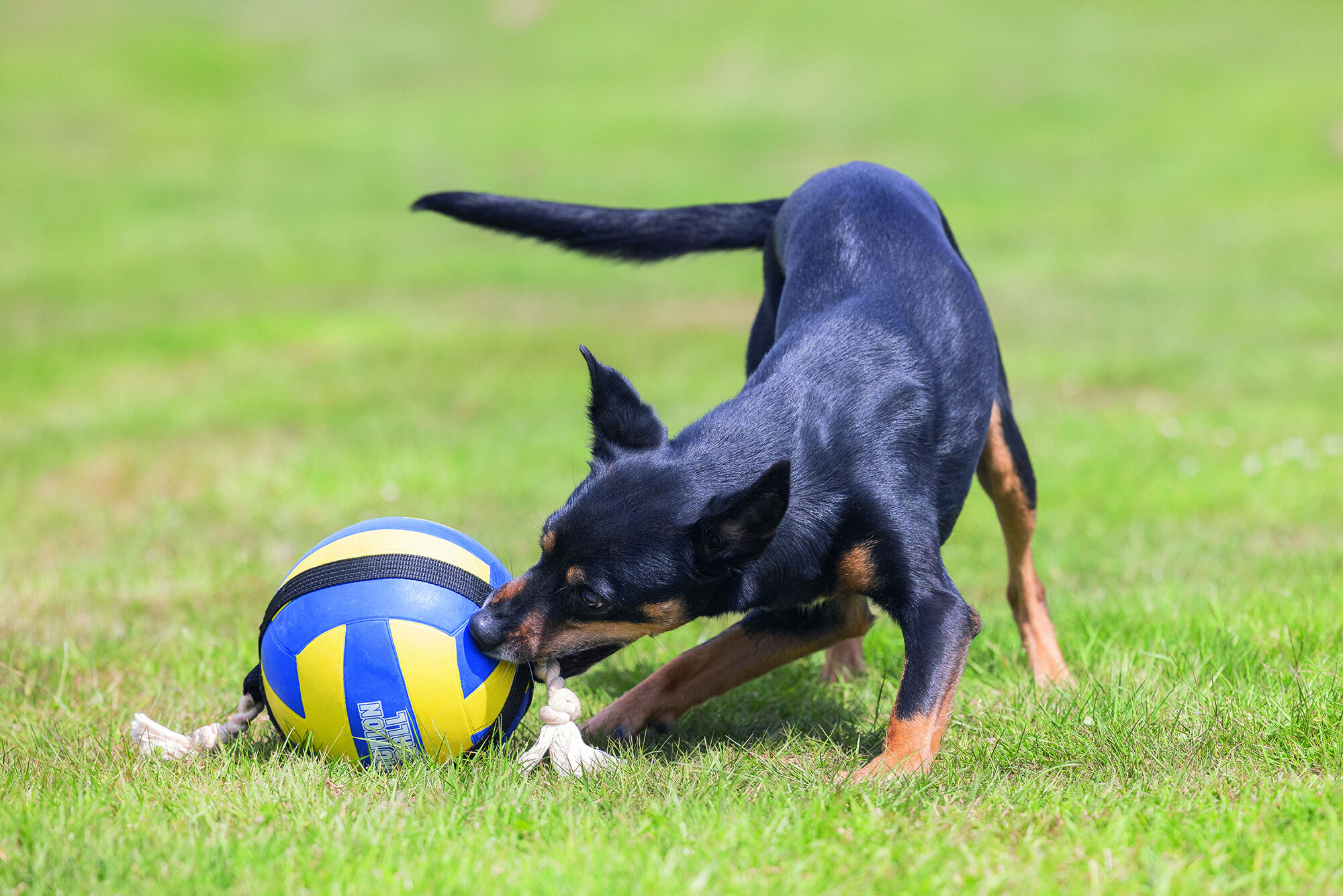 Beeztees Volleybal Pluche - Knuffel - Flostouw - Hondenspeelgoed