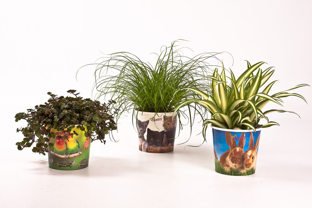 Kattengras (Cyperus) - Kamerplant - 12 cm