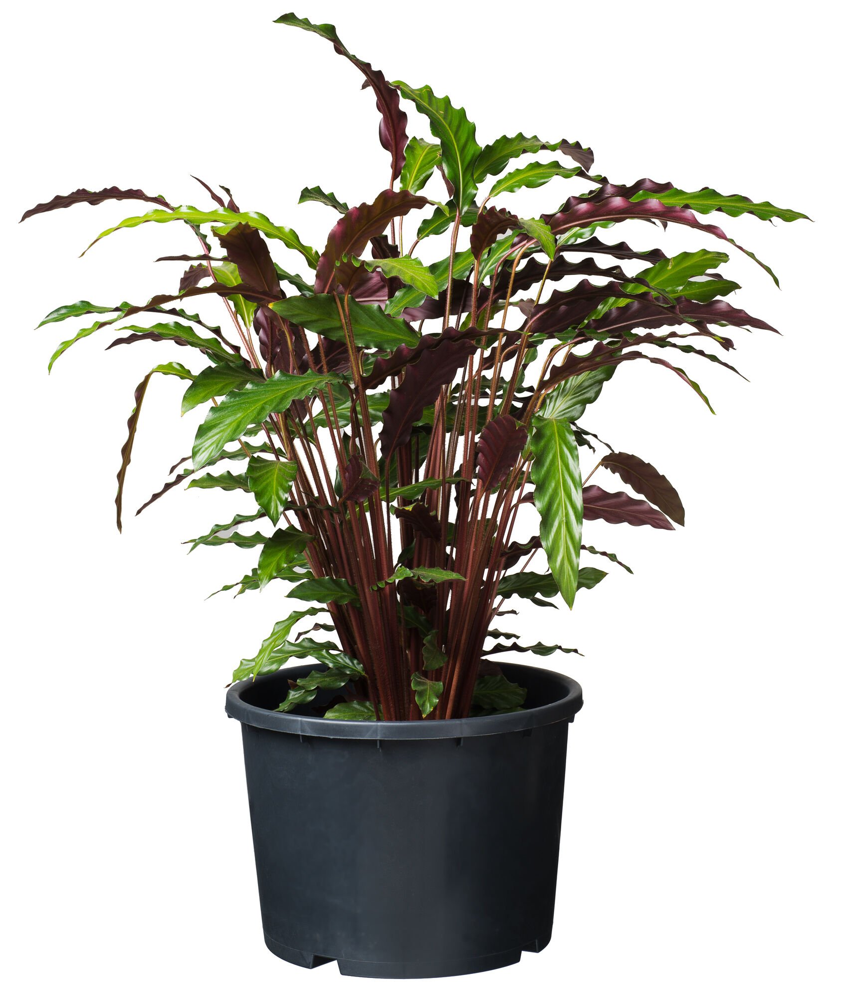 Nature Plantcontainer Ritzi - Kweekbenodigdheden - 25.5x31x25.5 cm