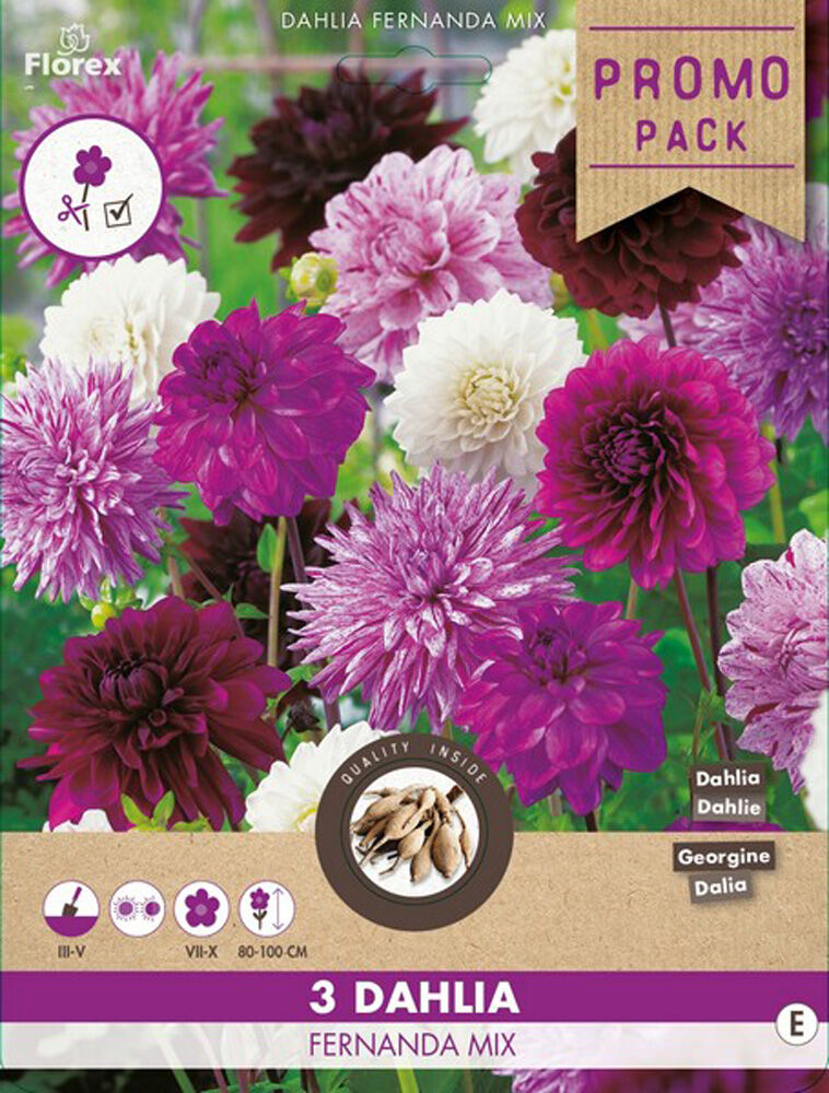 Florex Dahlia Deco Fernanda Mix - Bloembollen