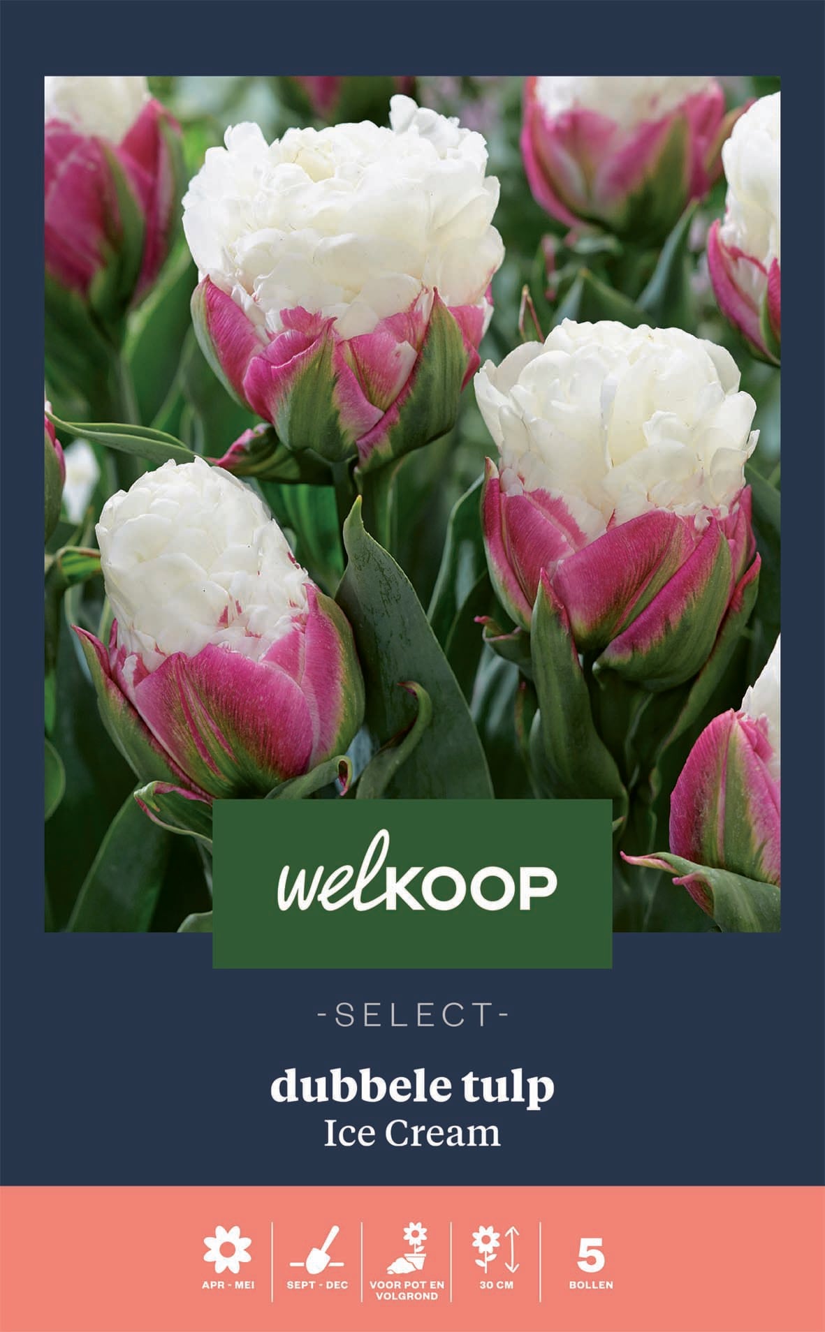Welkoop Select Tulp Ice Cream - Bloembollen