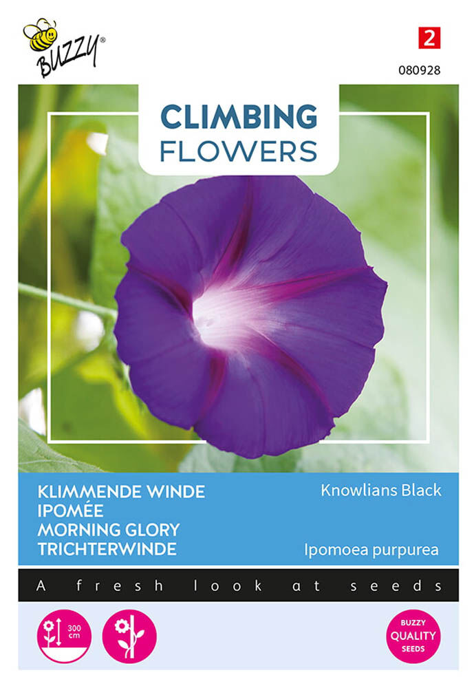 Buzzy Climbers Ipomoea Knolians - Bloemzaden