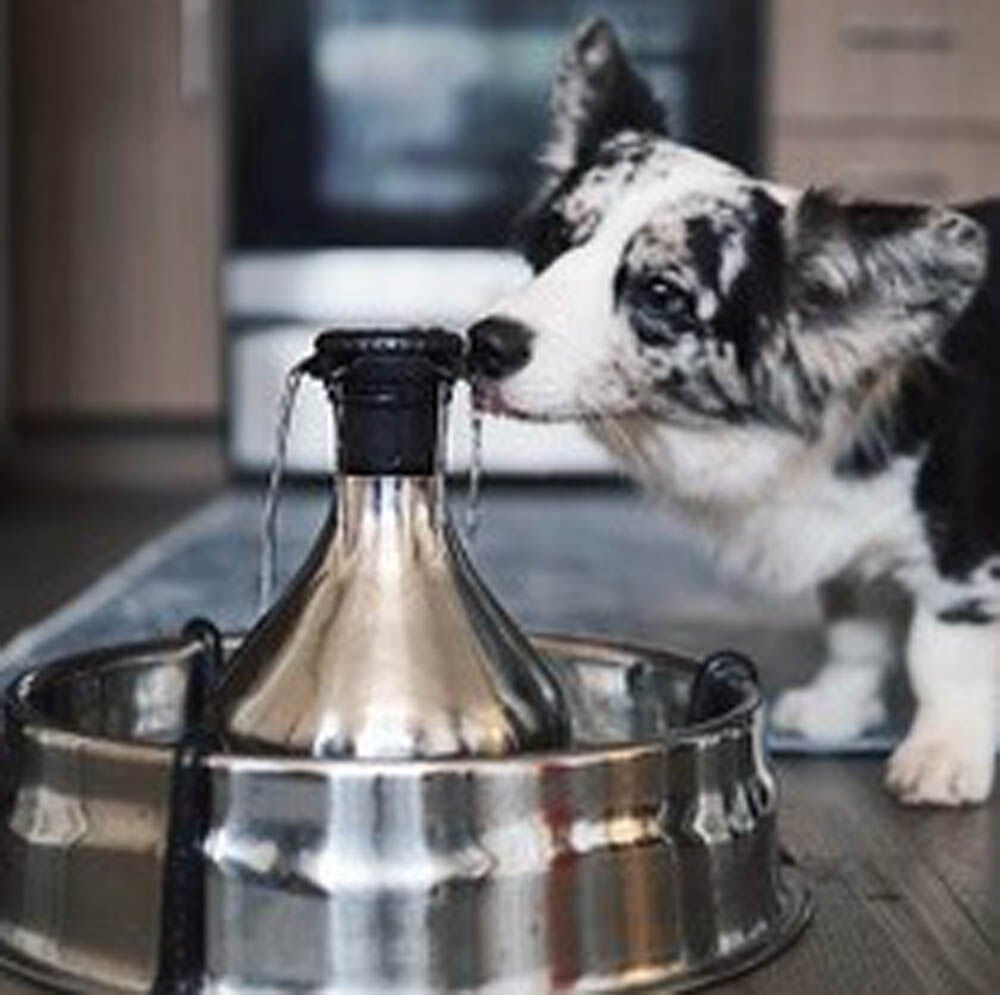 Petsafe 360 - Drinkfontein RVS - 0.8 l - Multi - 18x37x37 cm