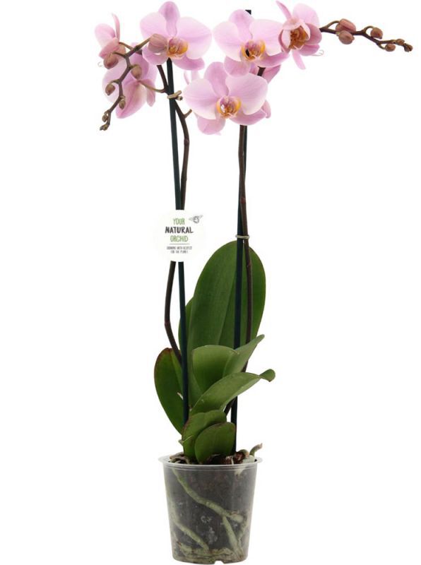 Orchidee (Phalaenopsis) - Kamerplant - 12 cm Orchidee (Phalaenopsis) - Kamerplant - 12 cm