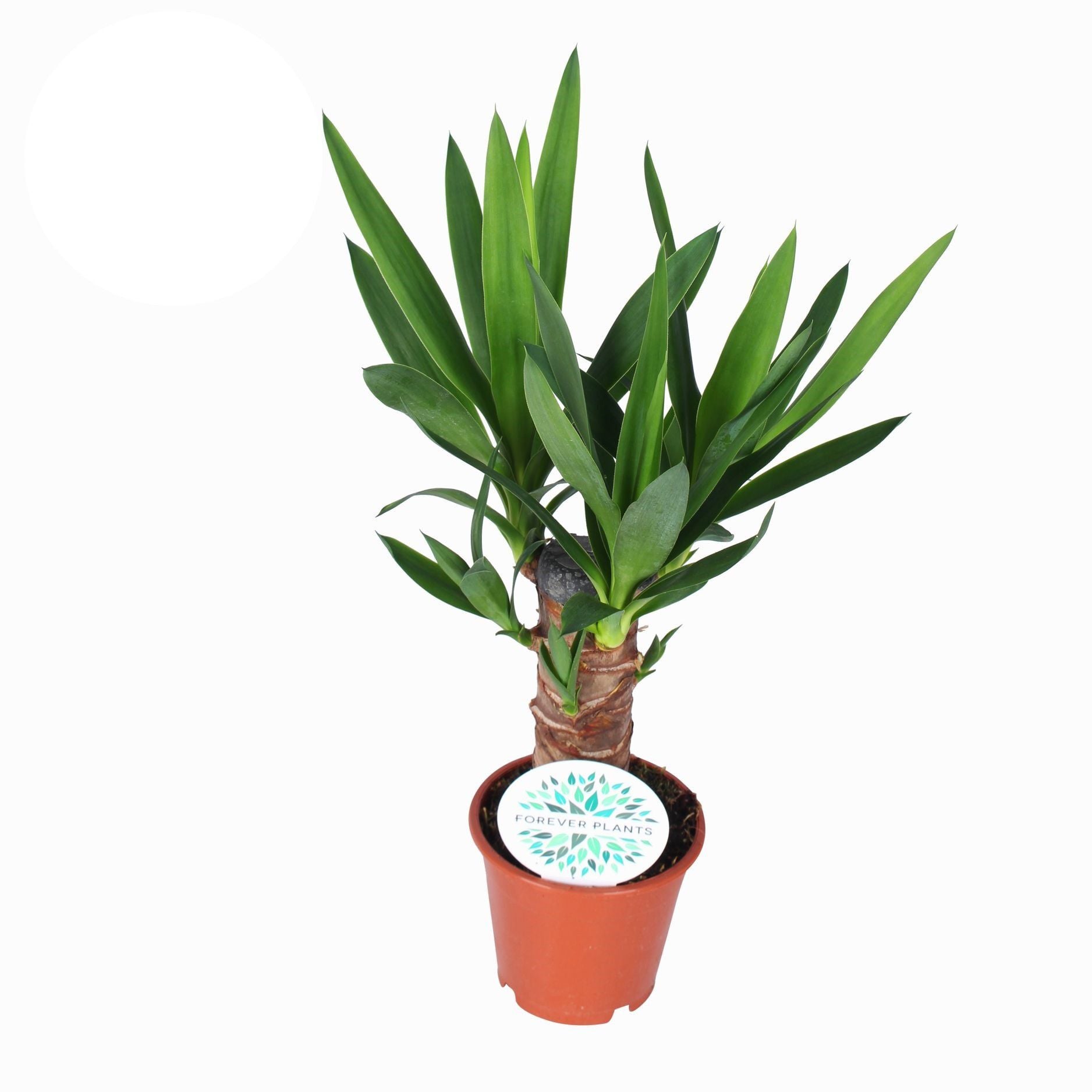 Yucca - Kamerplant