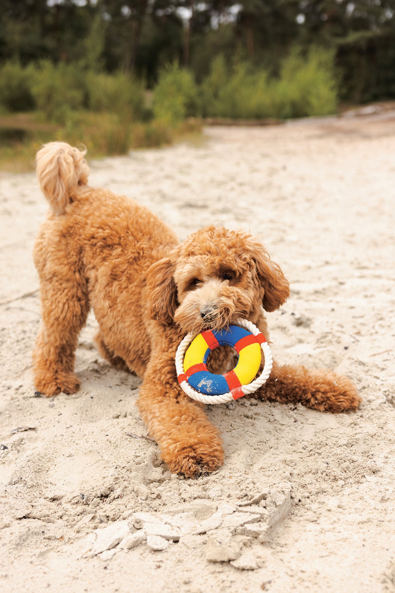 Beeztees Boei - Waterspeelgoed Hond - multi - 25.6x19x5 cm