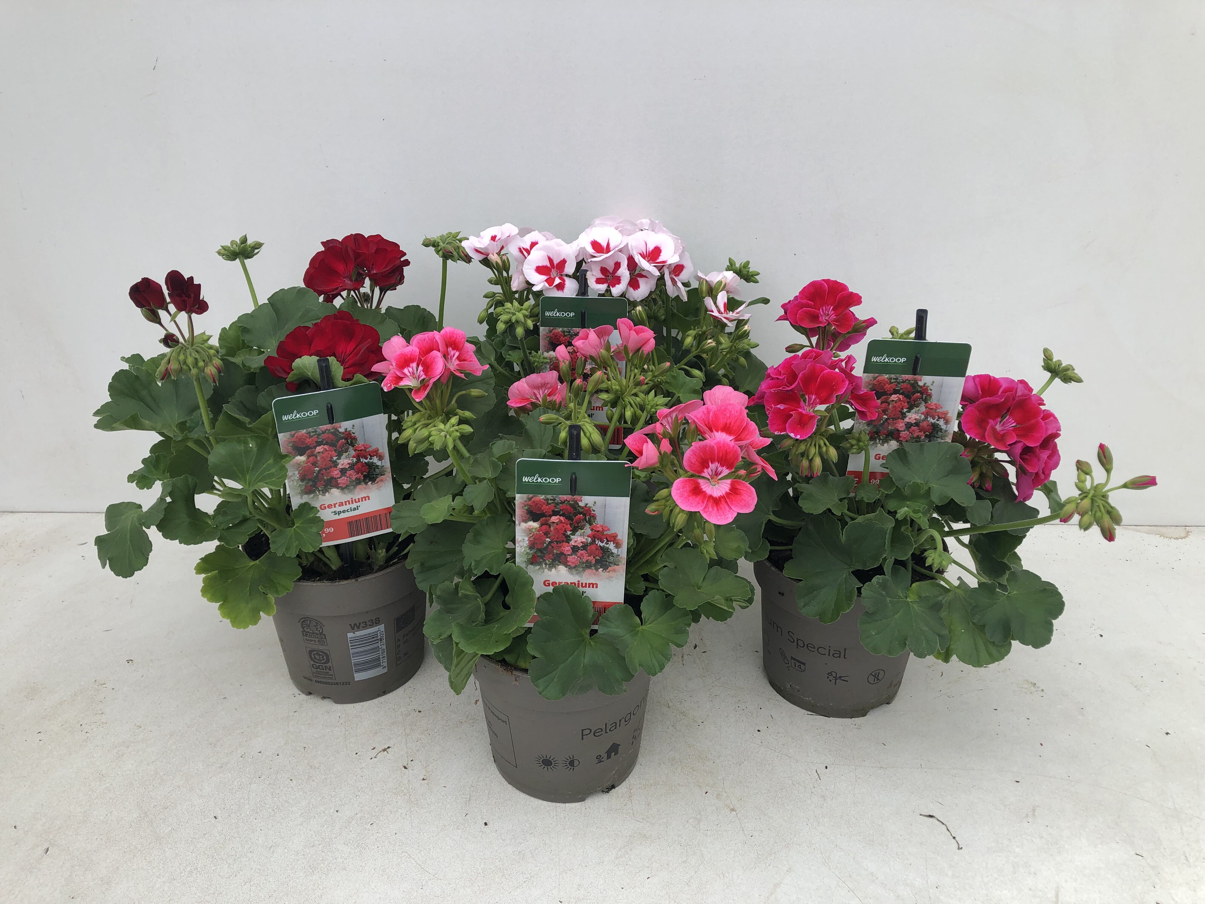 Geranium special - Eenjarige planten - Diverse kleuren