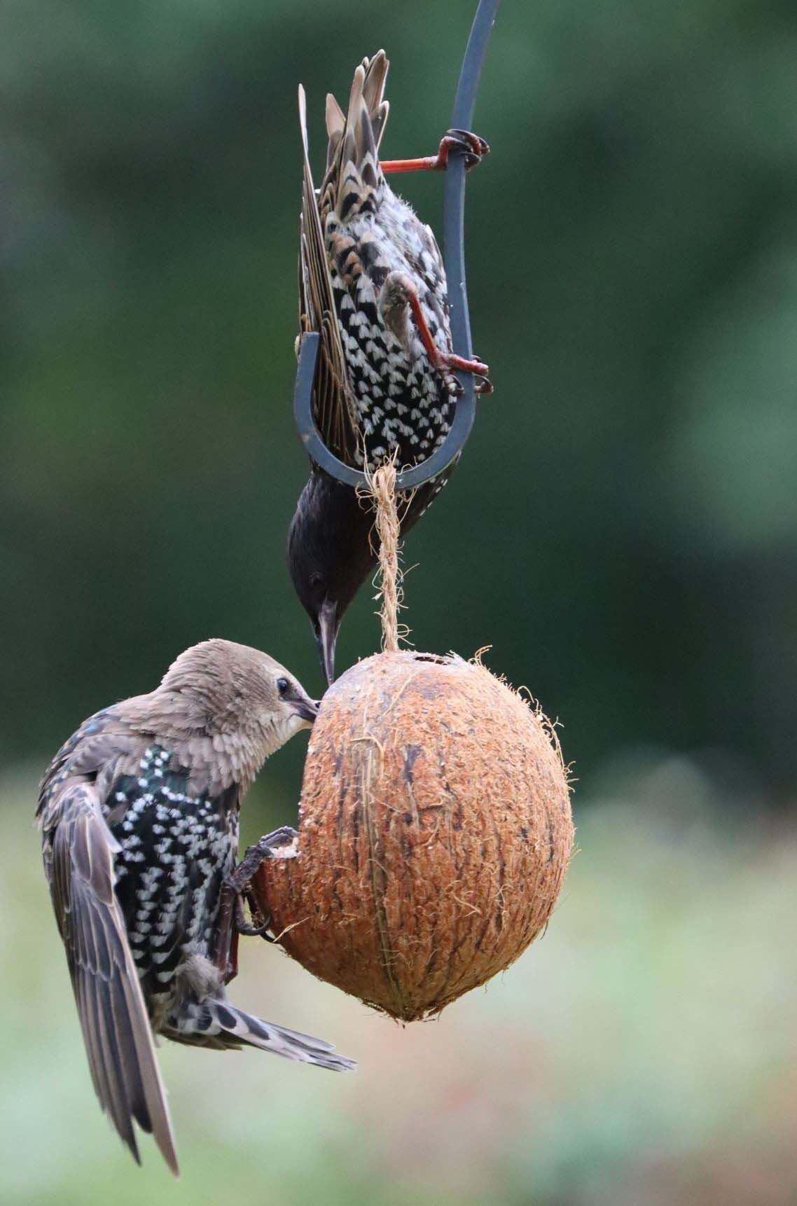 Welkoop Kokosnoot met pindakaas - Tuinvogelvoer - 380 Gram - Pindakaas